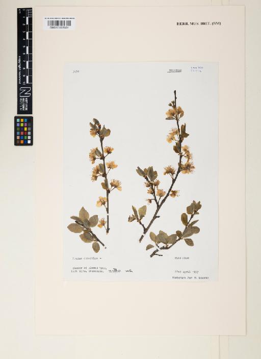 Prunus domestica L. - 015182661