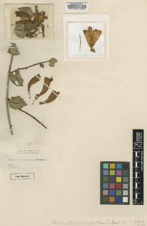Aeschynanthus suborbiculatus S.Moore - BM000035621