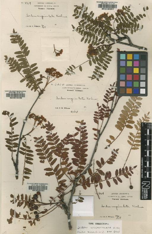 Sorbus unguiculata Koehne - BM000602089