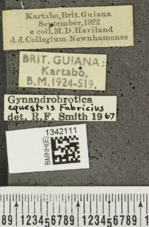 Gynandrobrotica equestris (Fabricius, 1787) - BMNHE_1342111_label_23186