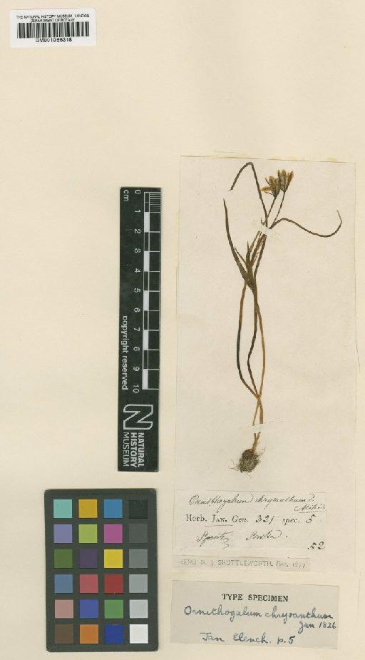 Gagea foliosa (C.Presl) Schult. & Schult.f. - BM001066318