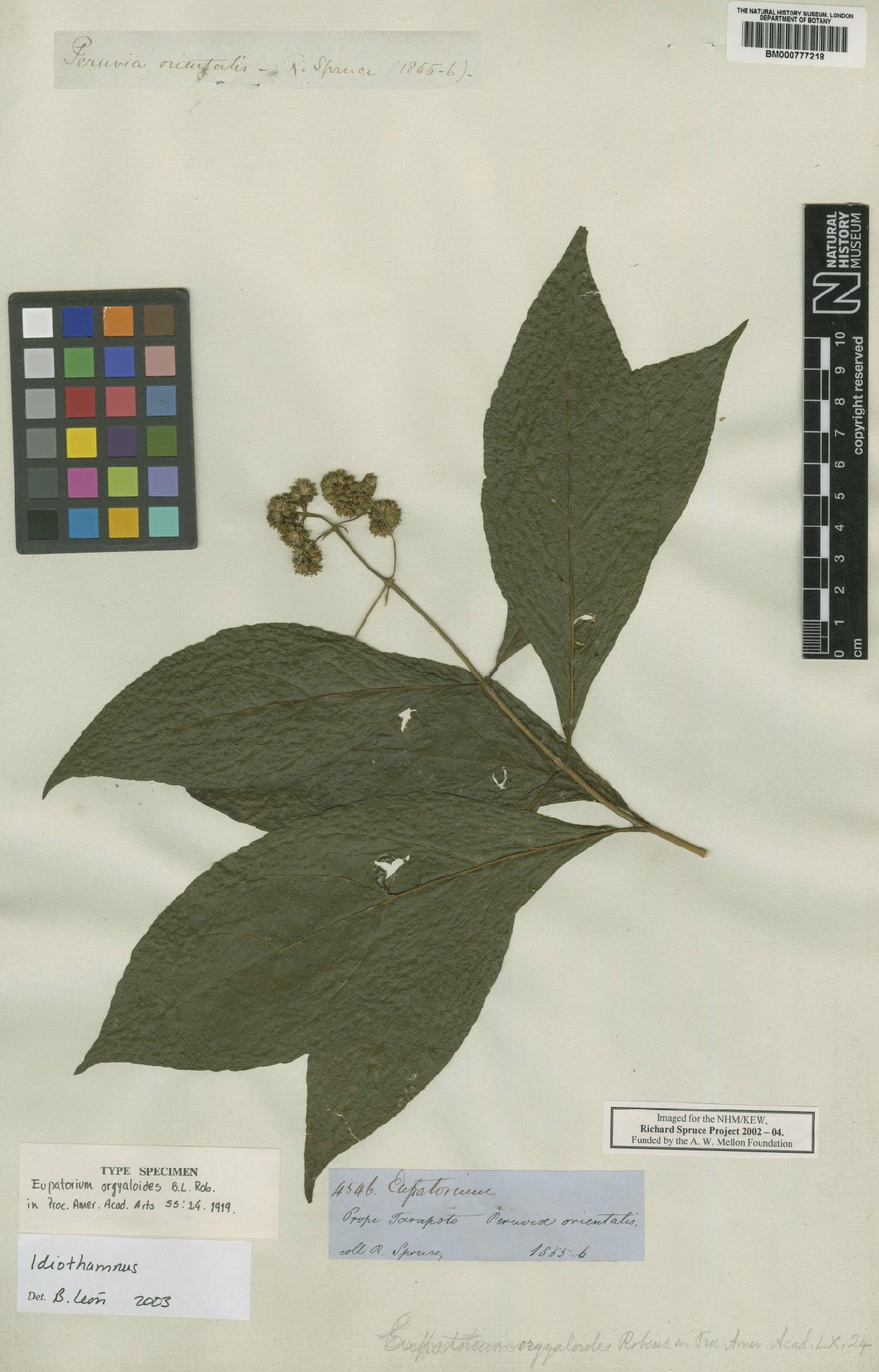 To NHMUK collection (Idiothamnus orgyaloides (B.L.Rob.) R.M.King & H.Rob.; Type; NHMUK:ecatalogue:4676649)
