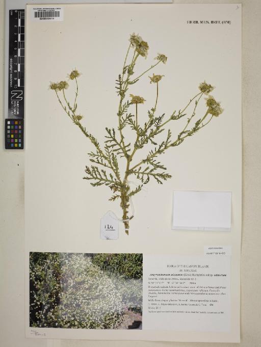 Argyranthemum adauctum subsp. adauctum - 000828619