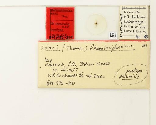 Rhopalosiphoninus (Myzosiphon) solani Thomas, 1879 - 014825842_112765_1095906_7904078_Type
