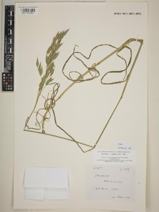 Bromus arvensis L. - BM013414349