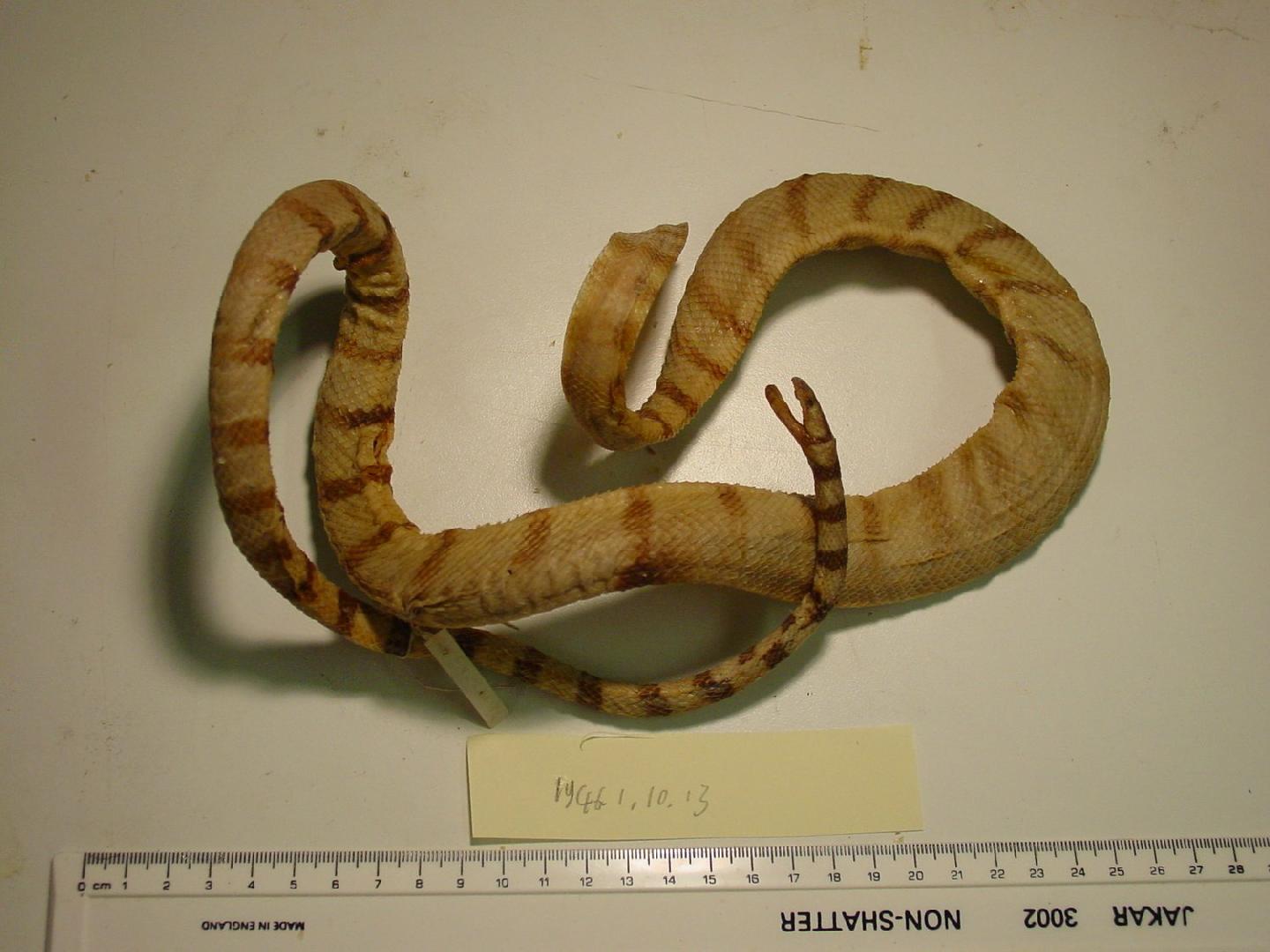 To NHMUK collection (Hydrophis nigrocinctus Daudin, 1803; holotype; NHMUK:ecatalogue:3343045)