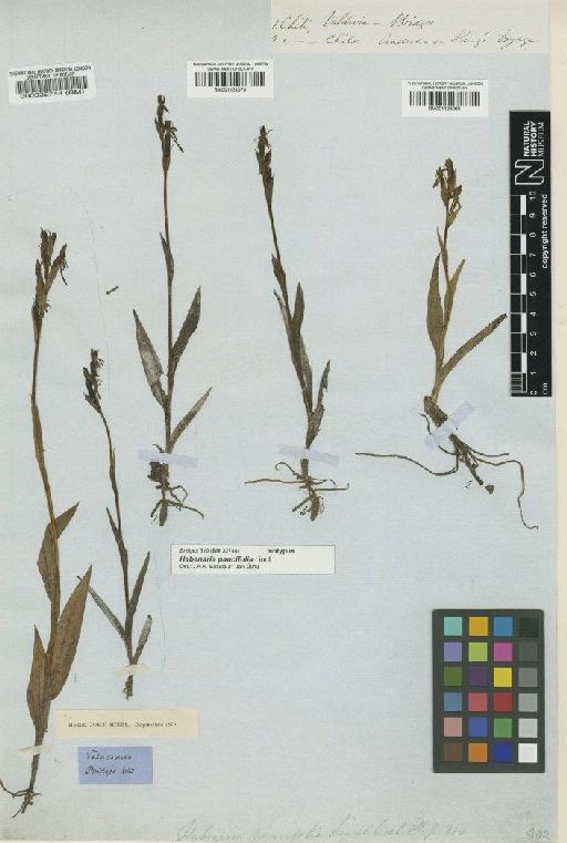 Habenaria pumila Poepp. - BM000032744