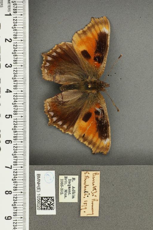 Aglais urticae ab. semiichnusoides Pronin, 1928 - BMNHE_1056020_45351