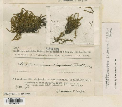 Leptodontium viticulosoides (P.Beauv.) Wijk & Margad. - BM000872513