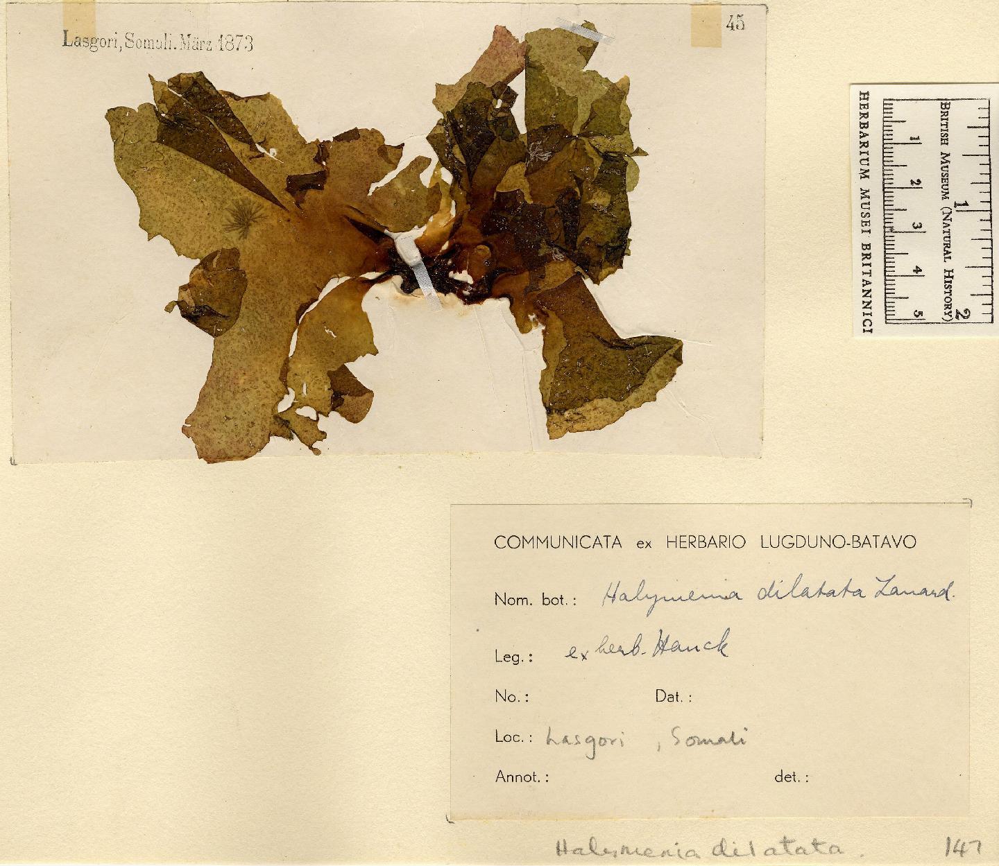 To NHMUK collection (Halymenia dilatata Zanardini; NHMUK:ecatalogue:4857554)
