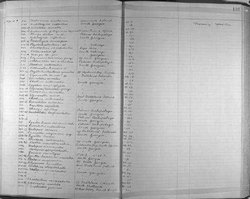 Loimia montagui Grube - Zoology Accessions Register: Annelida & Echinoderms: 1924 - 1936: page 116