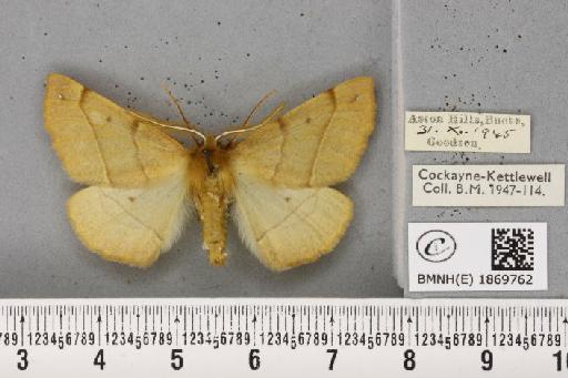 Colotois pennaria (Linnaeus, 1761) - BMNHE_1869762_454653