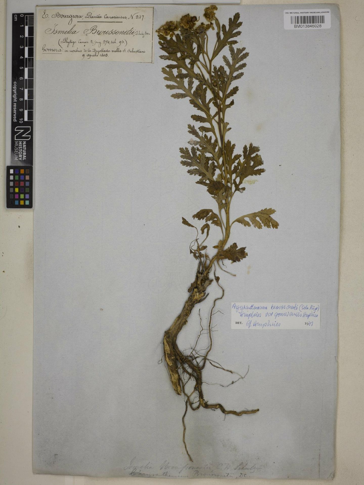 To NHMUK collection (Argyranthemum broussonetii subsp. gomerensis Humphries; NHMUK:ecatalogue:9072636)