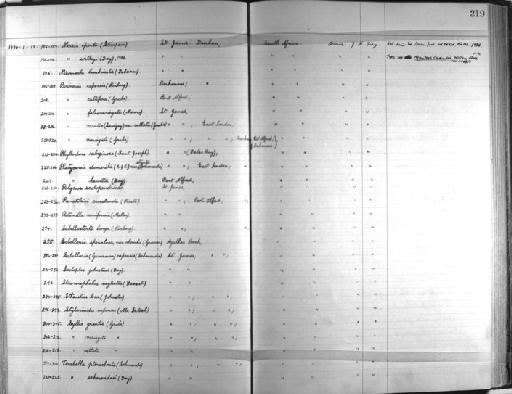 Nereis operta Stimpson, 1856 - Zoology Accessions Register: Annelida & Echinoderms: 1924 - 1936: page 219