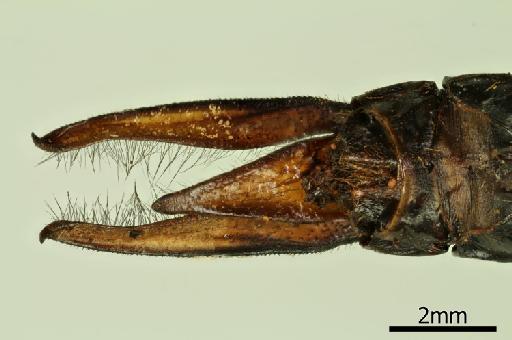 Anaciaeschna donaldi Fraser, 1922 - 013384604_Anaciaeschna_donaldi_Primary_Genitalia_Ventral_Allolectotype