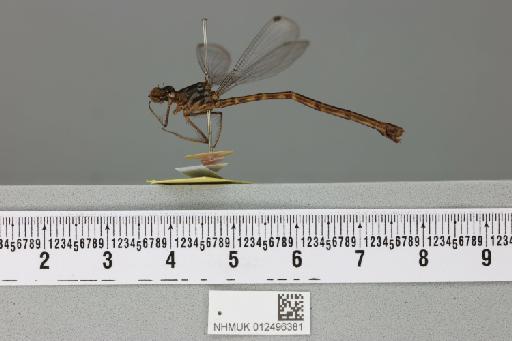 Podolestes orientalis Selys, 1862 - 012496381_reverse