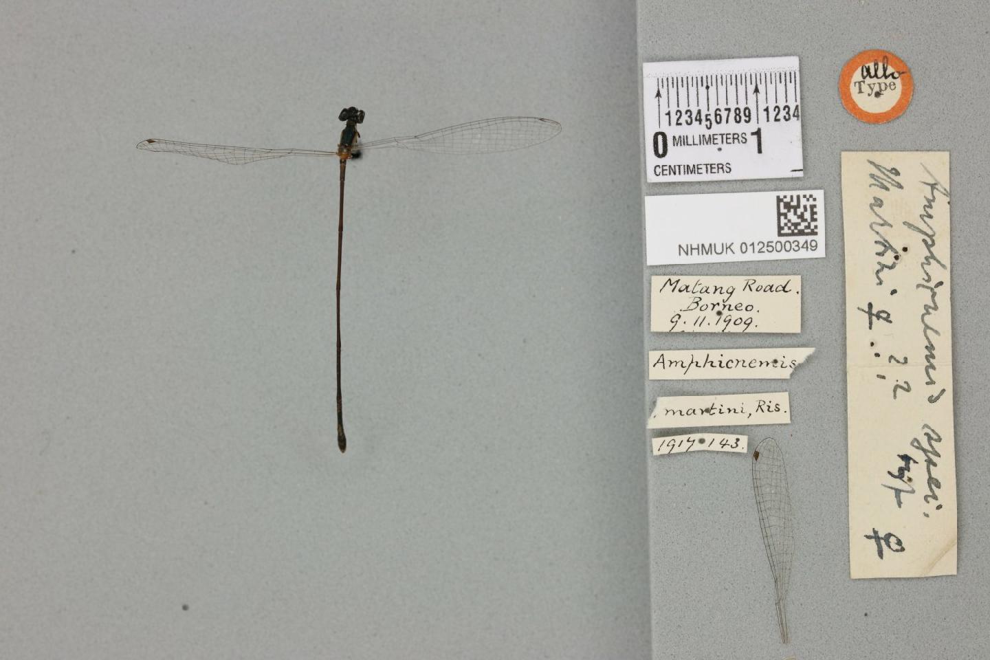 Amphicnemis martini