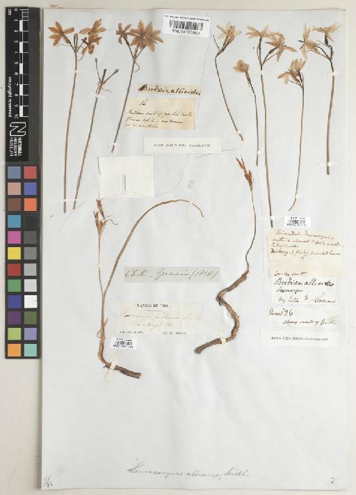 Leucocoryne alliacea Lindl. - BM013767150