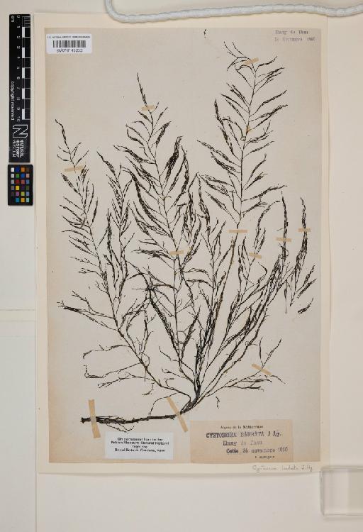 Cystoseira humilis Schousb. ex Kütz. - 016145232