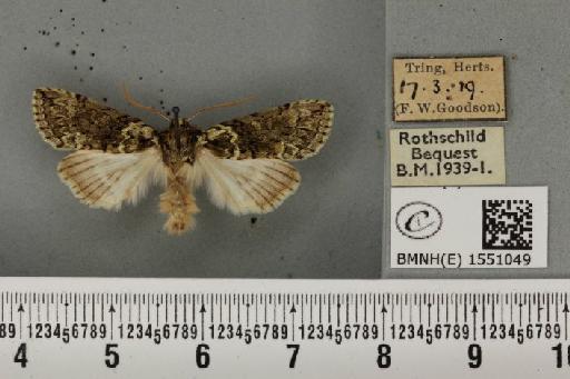 Polyploca ridens ab. erythrocephala Esper, 1786 - BMNHE_1551049_238372