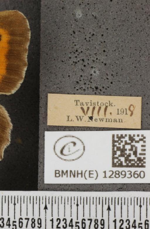 Pyronia tithonus britanniae (Verity, 1914) - BMNHE_1289360_label_125105