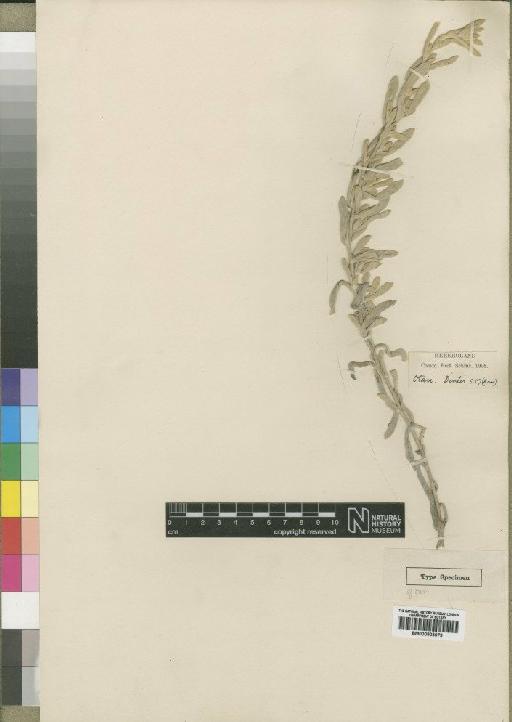 Helichrysum leptolepis var. intermedia Moore - BM000903979