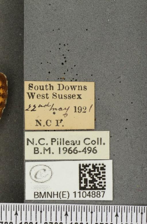 Boloria euphrosyne Linnaeus, 1758 - BMNHE_1104887_label_16414