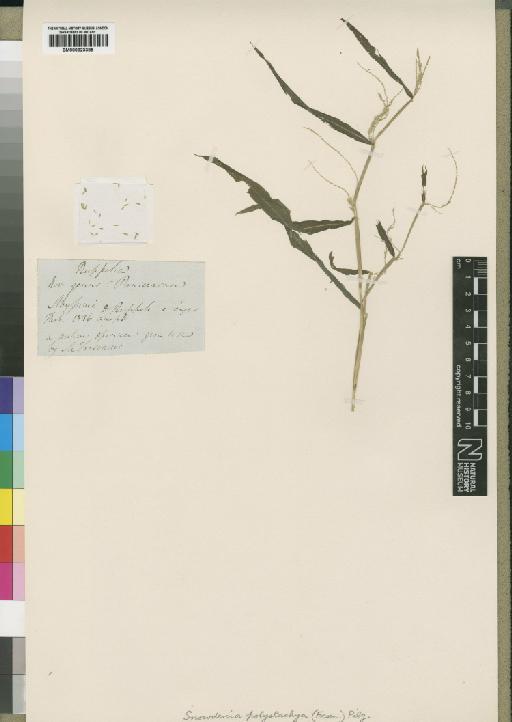 Snowdenia polystachya (Fresen.) Pilg. - BM000923385