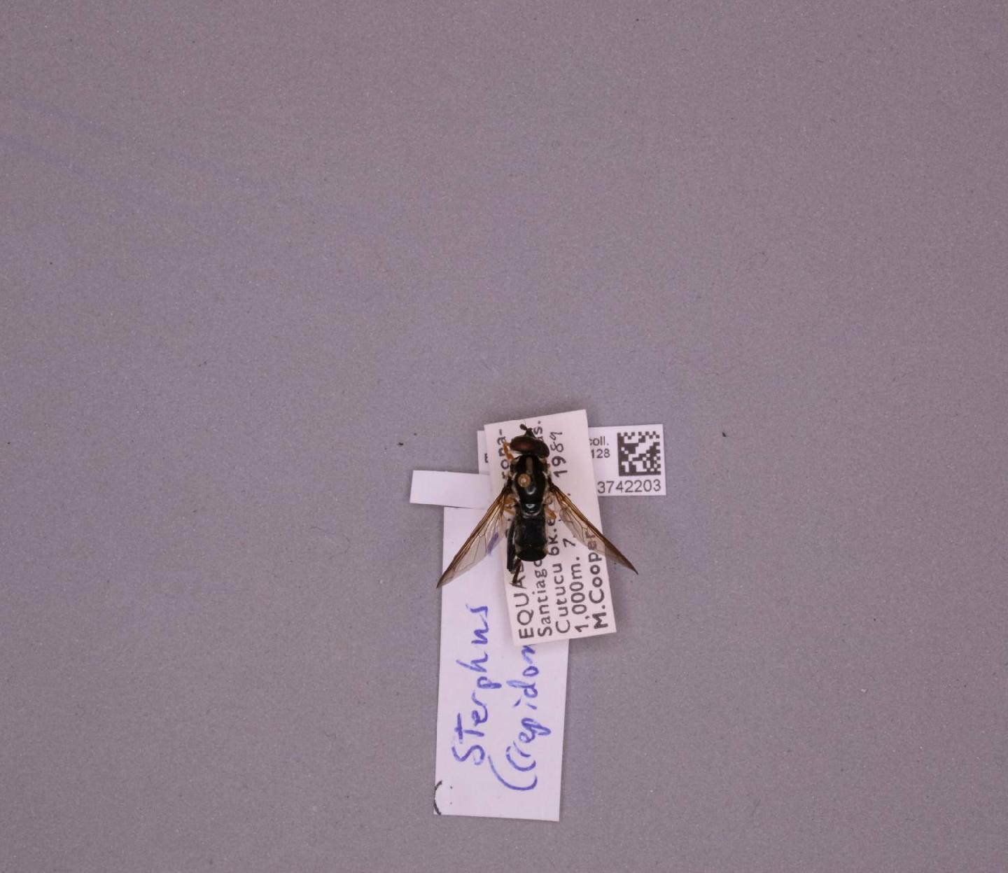 Sterphus janzeni thumbnail