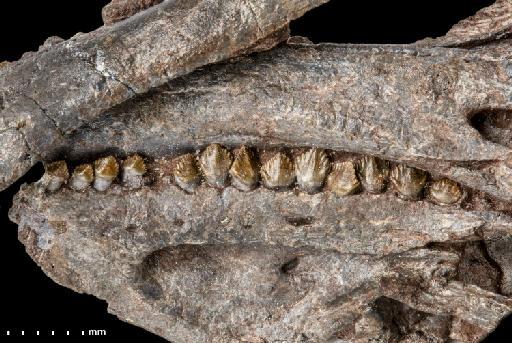 Lesothosaurus diagnosticus Galton, 1978 - R8501-Skull-R-Lat-dentition-2-PV-R8501