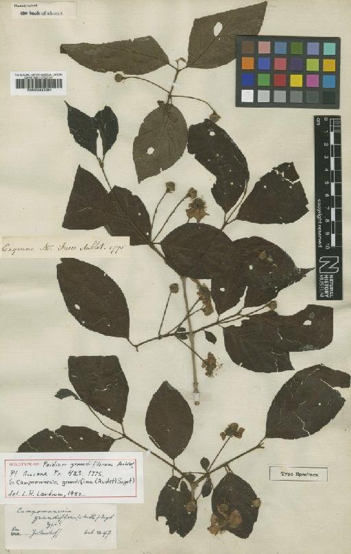 Campomanesia grandiflora (Aubl.) Sagot - BM000953691
