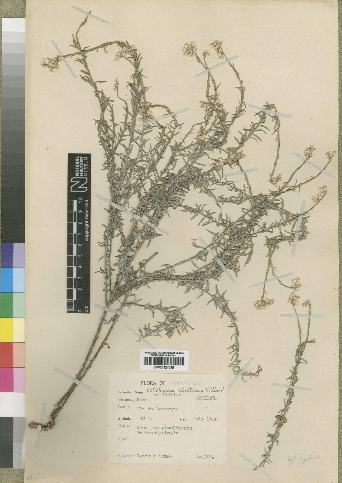 To NHMUK collection (Helichrysum silvaticum Hilliard; Type; NHMUK:ecatalogue:4529126)