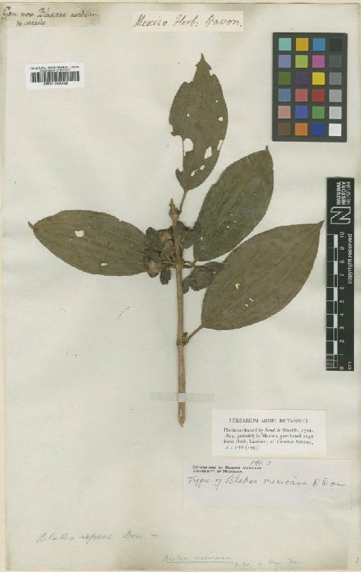 Blakea repens (Ruiz & Pav.) D.Don - BM001008242