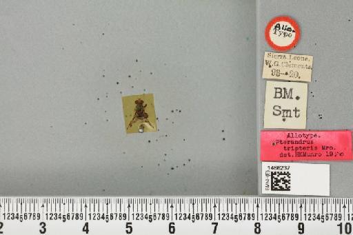 Ceratitis (Pterandrus) tripteris (Munro, 1957) - BMNHE_1466237_27026
