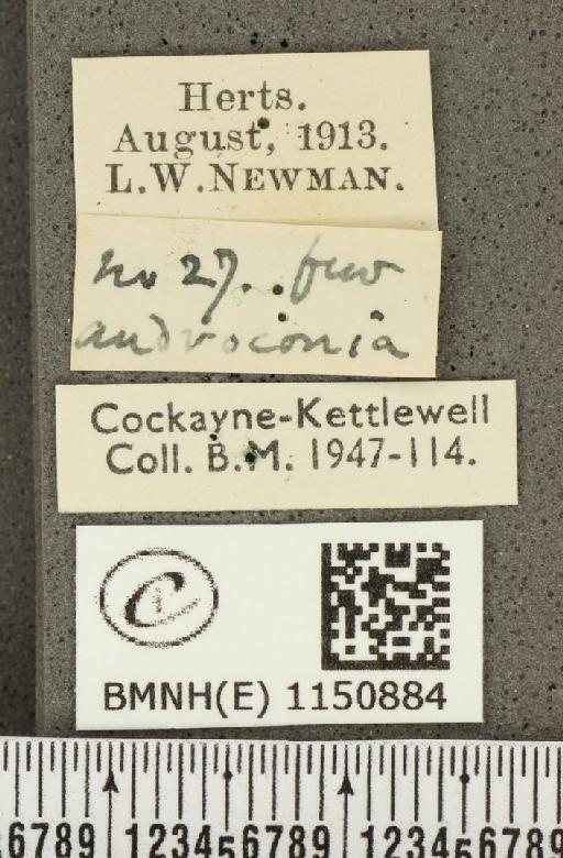 Lysandra coridon ab. roystonensis Pickett, 1914 - BMNHE_1150884_label_102690