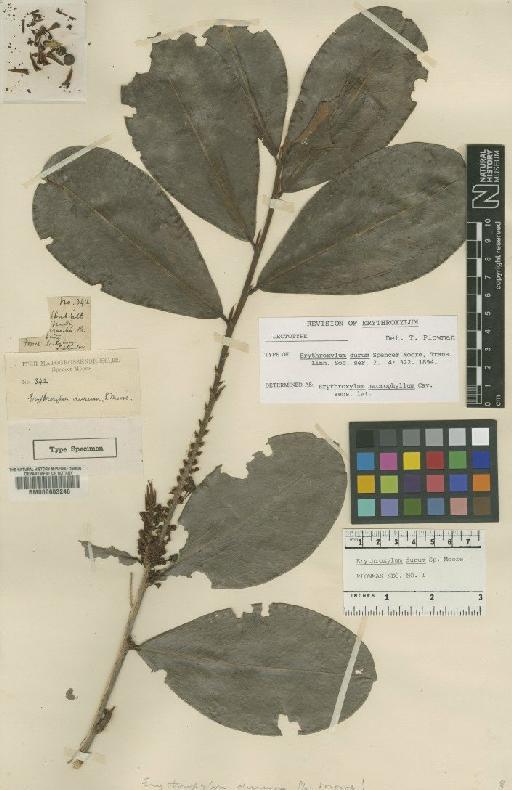 Erythroxylum macrophyllum Cav. - BM000603246