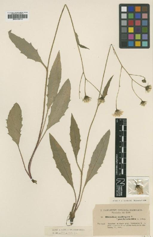 Hieracium saxifragum subsp. pseudosmoides Dahlst. - BM001050746