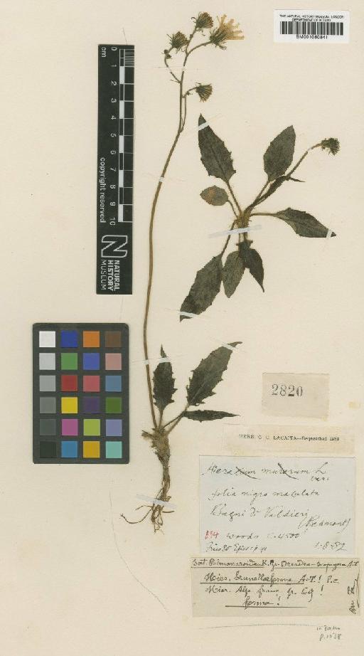 Hieracium pallidum subsp. vranjanum (Pančić) Zahn - BM001050841