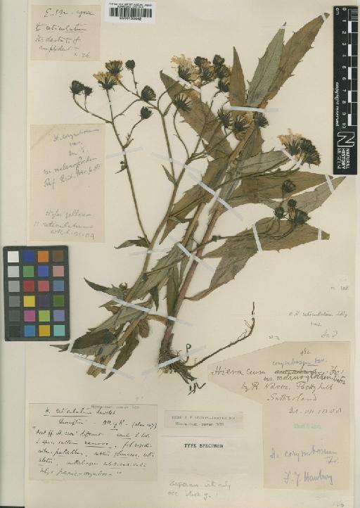 Hieracium melanoglochin (E.F.Linton) P.D.Sell - 001068842