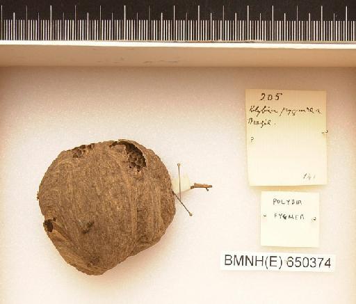 Polybia pygmea - Hymenoptera Nest BMNH(E) 650374