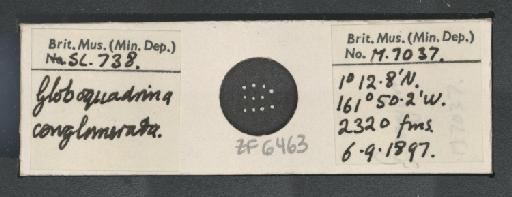 Globoquadrina conglomerata (Schwager) - ZF6463.jpg