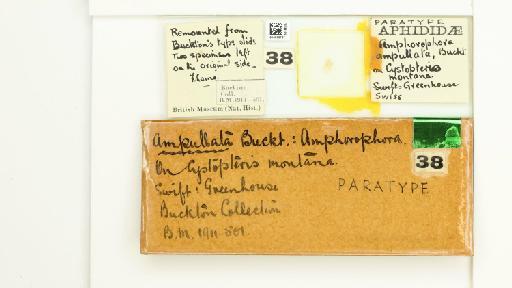 Amphorophora ampullata Buckton, 1876 - 014838767_112448_1092712_None_Type