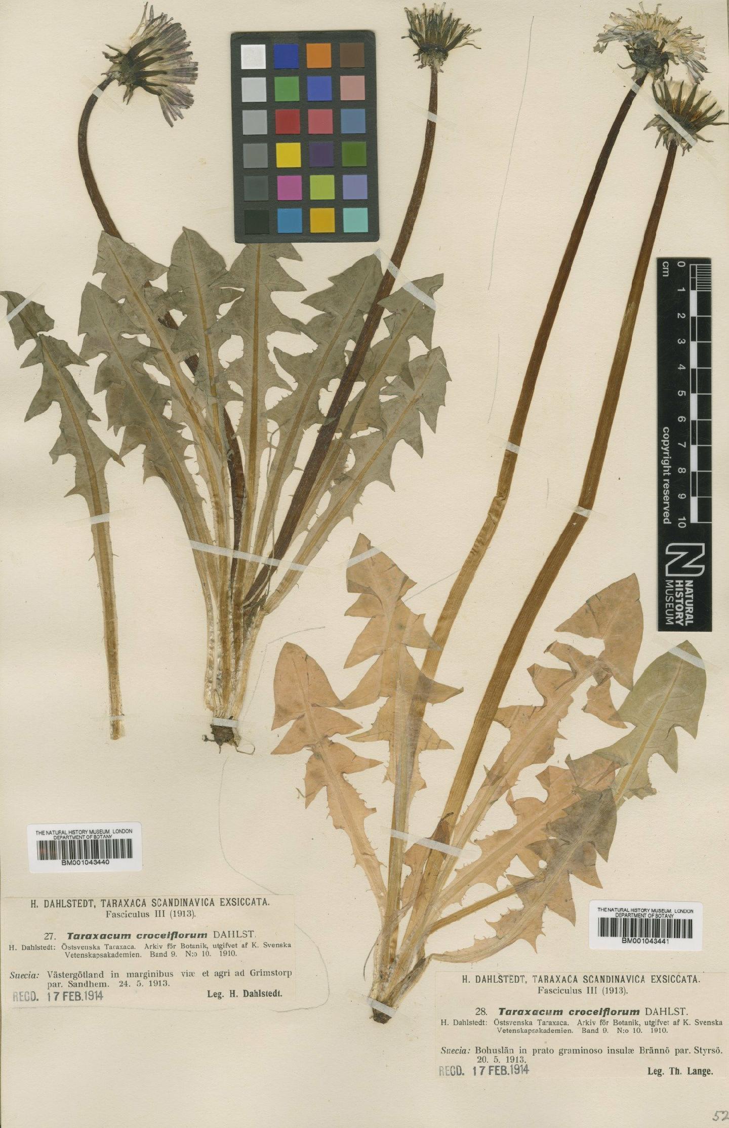To NHMUK collection (Taraxacum croceiflorum Dahlst; Type; NHMUK:ecatalogue:1998143)