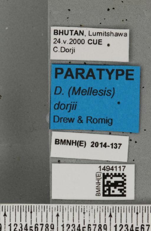 Dacus (Mellesis) dorjii Drew & Romig, 2013 - BMNHE_1494117_label_44575