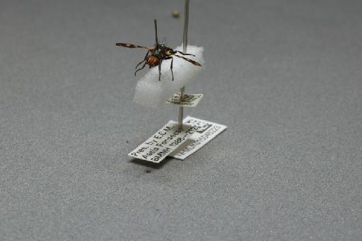 Ceroxys urticae (Linnaeus, 1758) - 015046223_additional_3