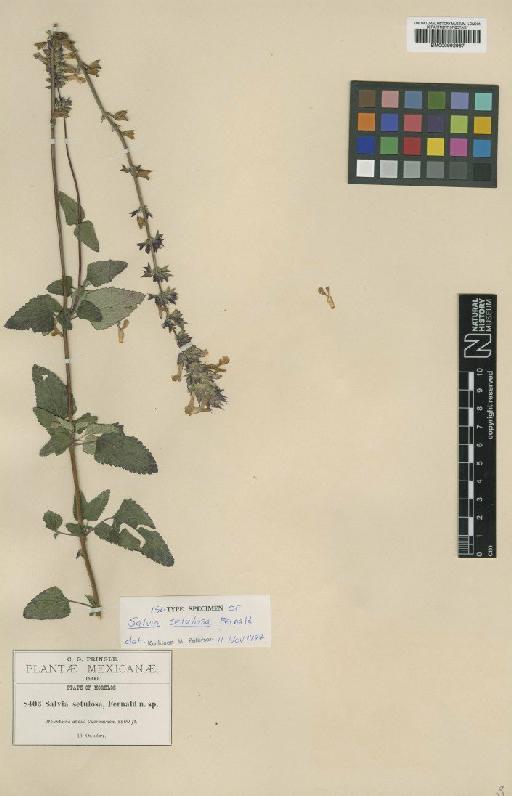 Salvia setulosa Fernald - BM000992967