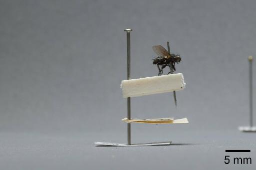 Sarcophaga (Myorhina) nigriventris Meigen, 1826 - 015091860_lateral