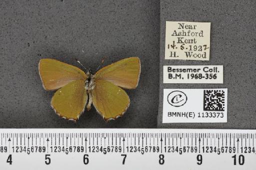 Callophrys rubi ab. brunnea Tutt, 1896 - BMNHE_1133373_97415