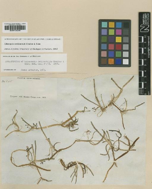 Lilaeopsis occidentalis J.M.Coult. & Rose - BM001042860