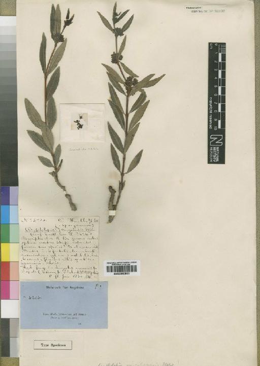 Ectadiopsis oblongifolia (Meisn) Schltr. - BM000925905